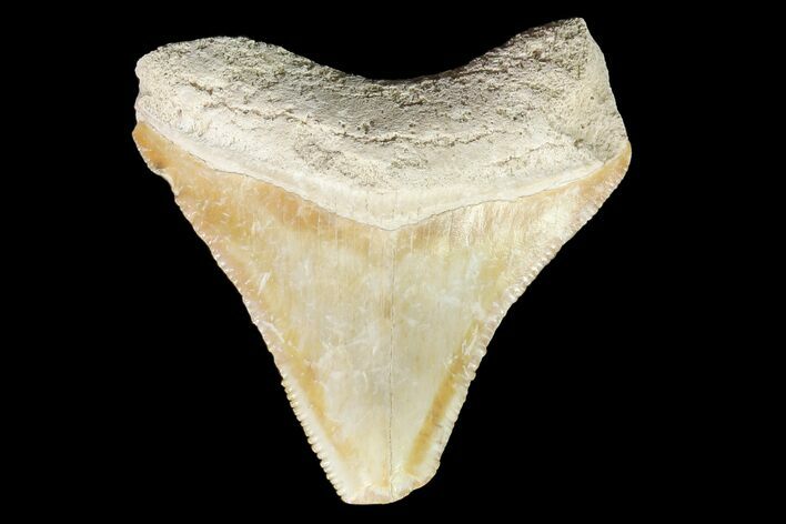 Bone Valley Megalodon Tooth - Florida #76571